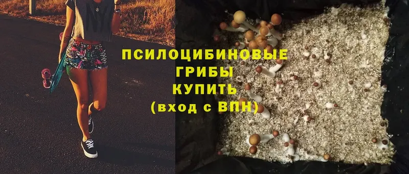 Галлюциногенные грибы Cubensis  цены   Приволжск 